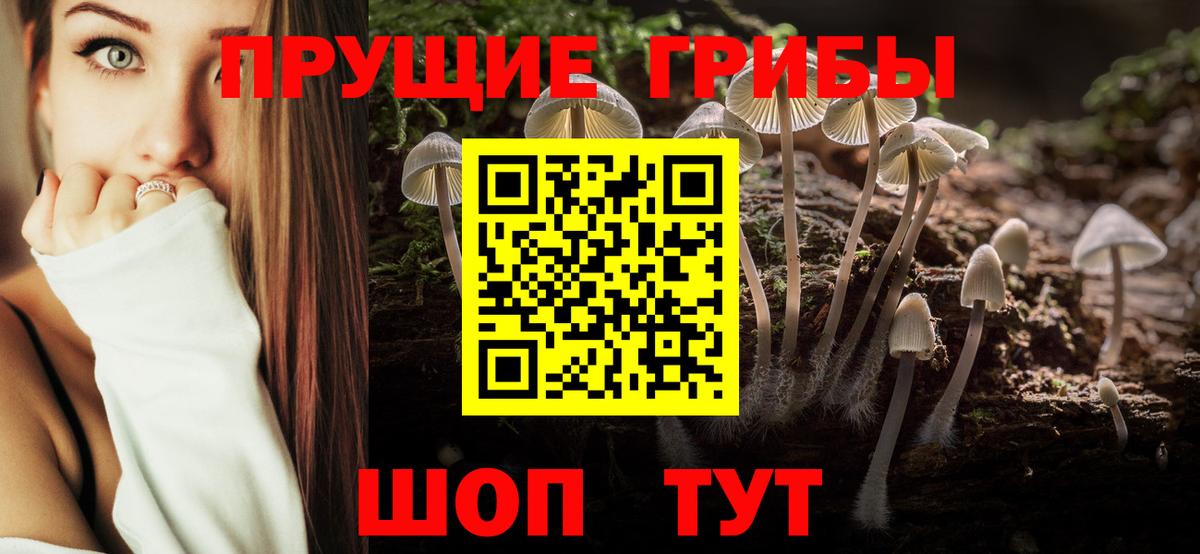 Галлюциногенные грибы Psilocybe Владикавказ